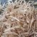 虾皮淡干无盐虾皮质量上乘干度纯干自然天晒虾皮