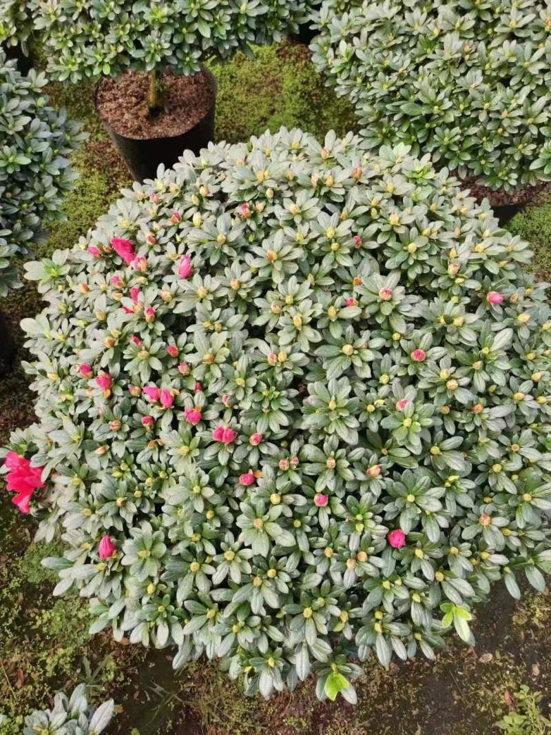 大红宝石比利时四季杜鵑花老桩四季开花室内室外阳台绿植盆栽