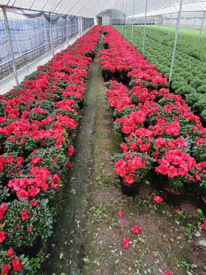 大红宝石比利时四季杜鵑花老桩四季开花室内室外阳台绿植盆栽