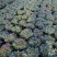 大红宝石比利时四季杜鵑花老桩四季开花室内室外阳台绿植盆栽