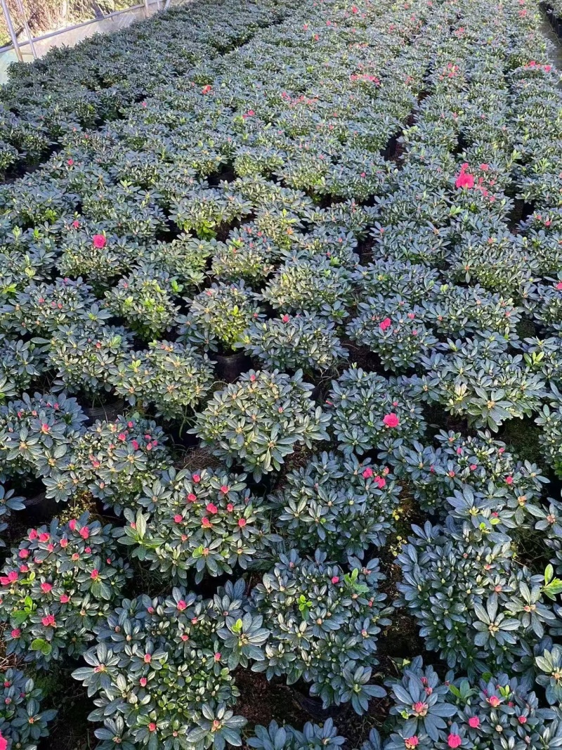 大红宝石比利时四季杜鵑花老桩四季开花室内室外阳台绿植盆栽