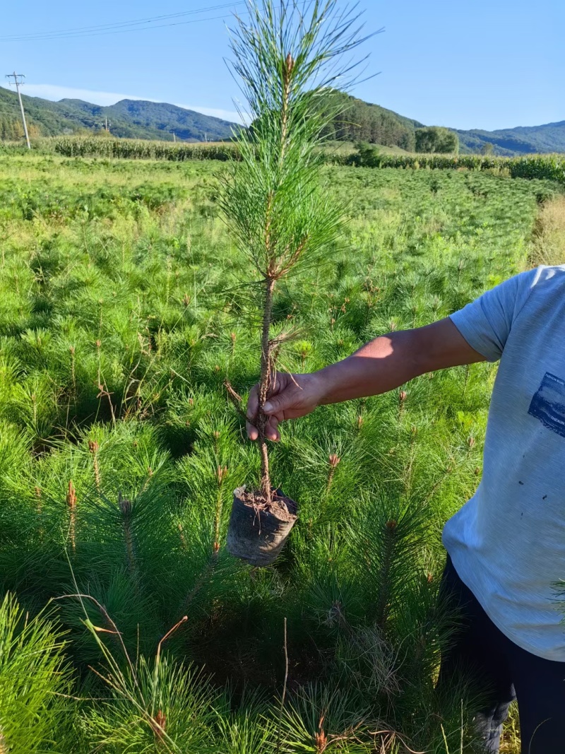 樟子松小苗，杯苗，定植苖东北货源量大从优