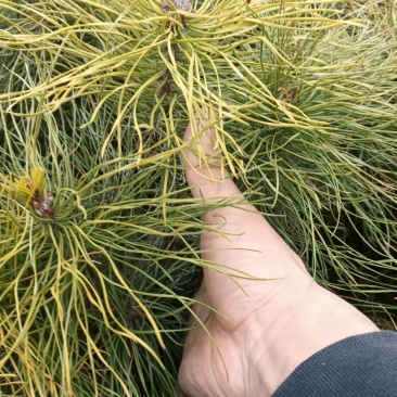 樟子松小苗，杯苗，定植苖，东北货源量大从优