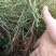 樟子松小苗，杯苗，定植苖，东北货源量大从优