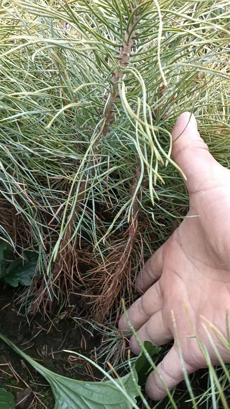 樟子松小苗，杯苗，定植苖，东北货源量大从优