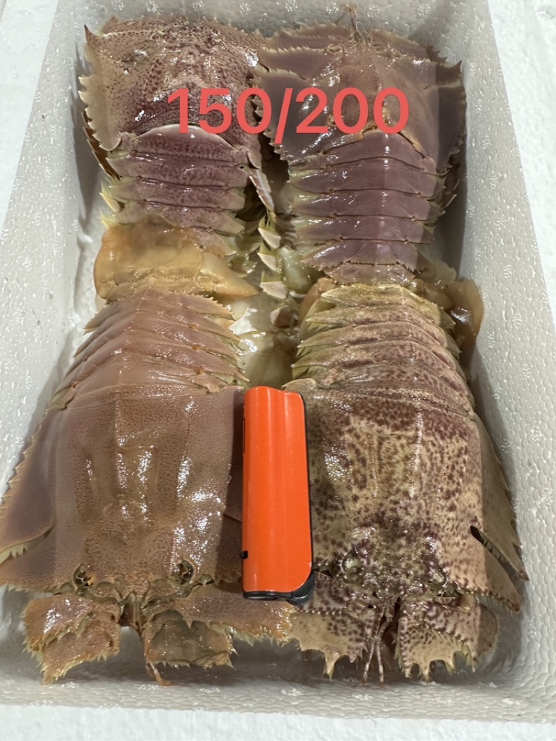 琵琶虾排虾九齿虾蝴蝶虾新鲜冷冻海虾一手货源