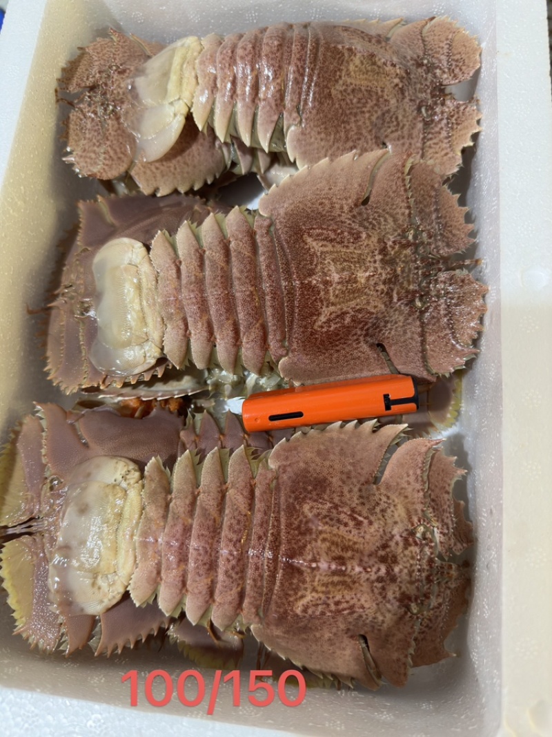 琵琶虾排虾九齿虾蝴蝶虾新鲜冷冻海虾一手货源