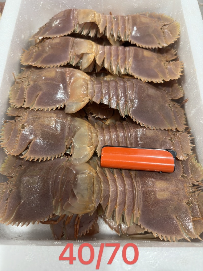 琵琶虾排虾九齿虾蝴蝶虾新鲜冷冻海虾一手货源
