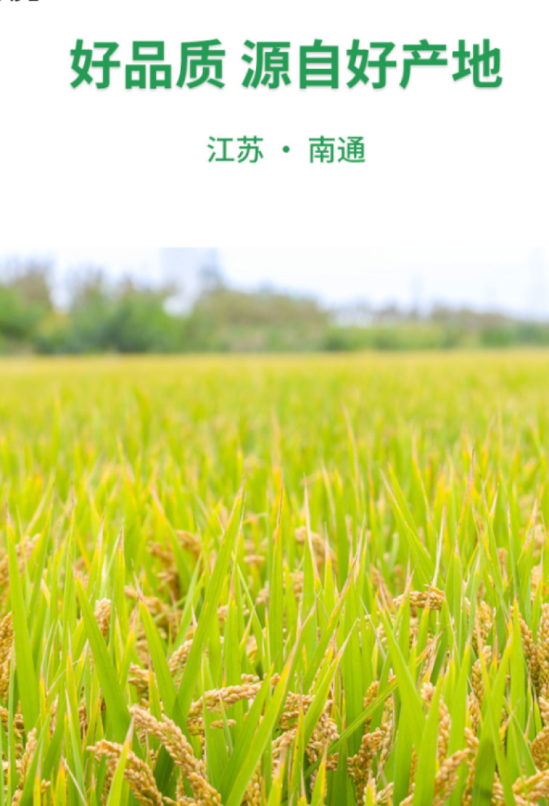 【复购高】光明集团海丰米业2024新大米50斤现货现发