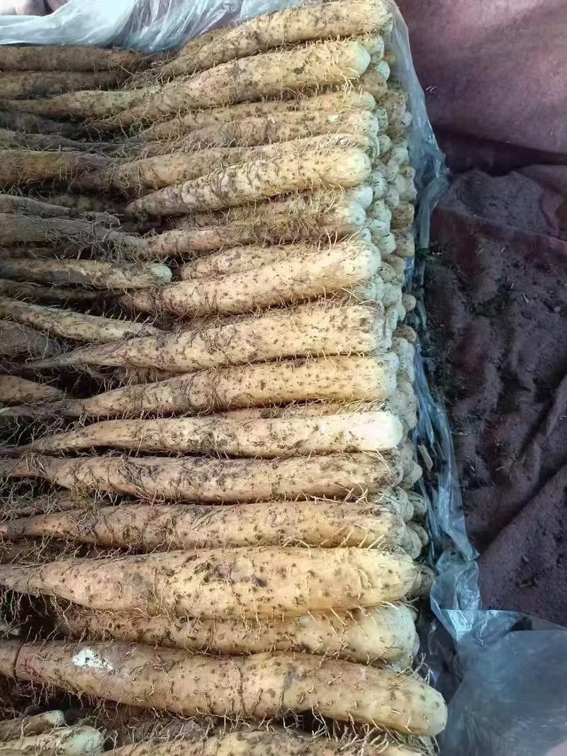 陕西榆林定边白玉山药，现挖现发，基地直供，欢迎下单