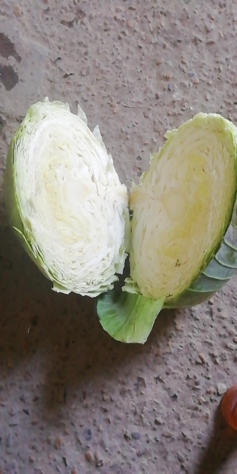 湖北扁包菜圆包菜基地供应各种包装自选欢迎至电