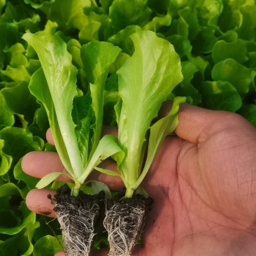 耐寒意大利生菜苗苗齐苗壮根系发达成活率高