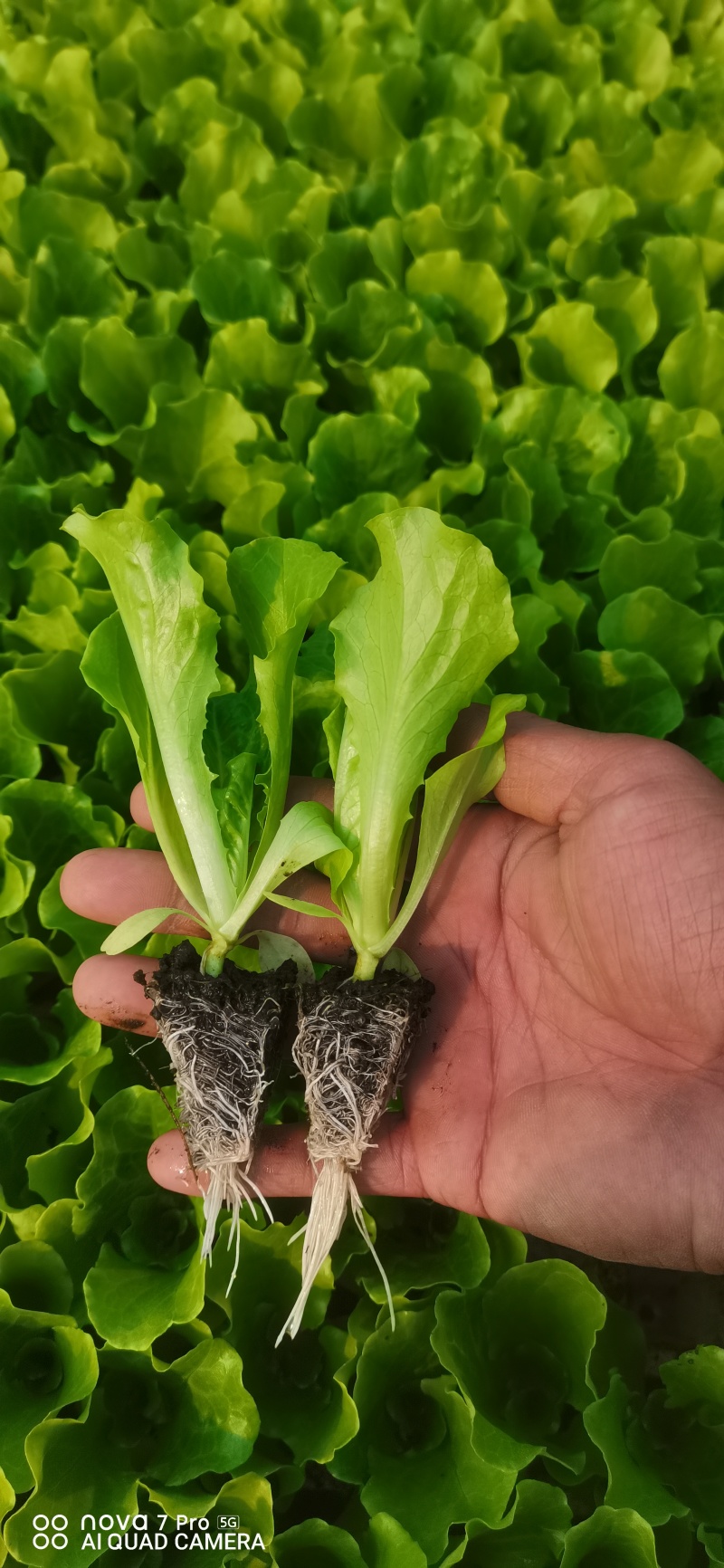 耐寒意大利生菜苗苗齐苗壮根系发达成活率高
