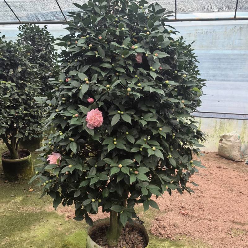 带花苞香妃茶花粉色花朵浓香型牡丹托桂室外地栽盆栽耐寒耐热