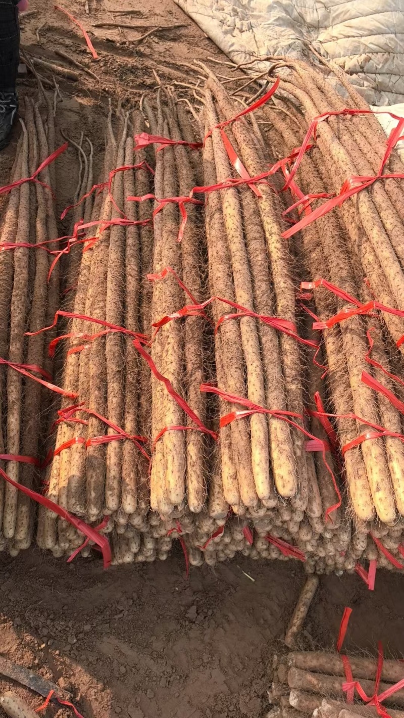 【热卖】精品铁棍山药供应市场商超电商品质保证量大价优
