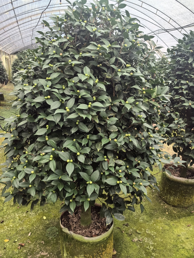 带花苞香妃茶花粉色花朵浓香型牡丹托桂室外地栽盆栽耐寒耐热