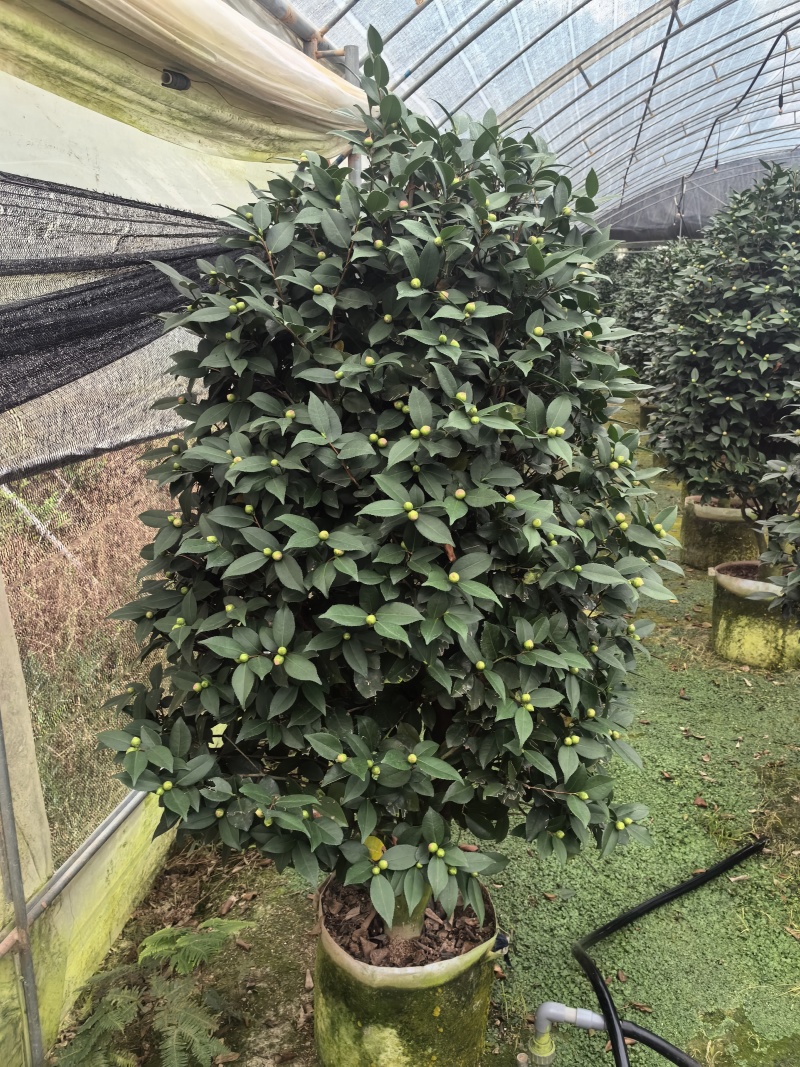 带花苞香妃茶花粉色花朵浓香型牡丹托桂室外地栽盆栽耐寒耐热
