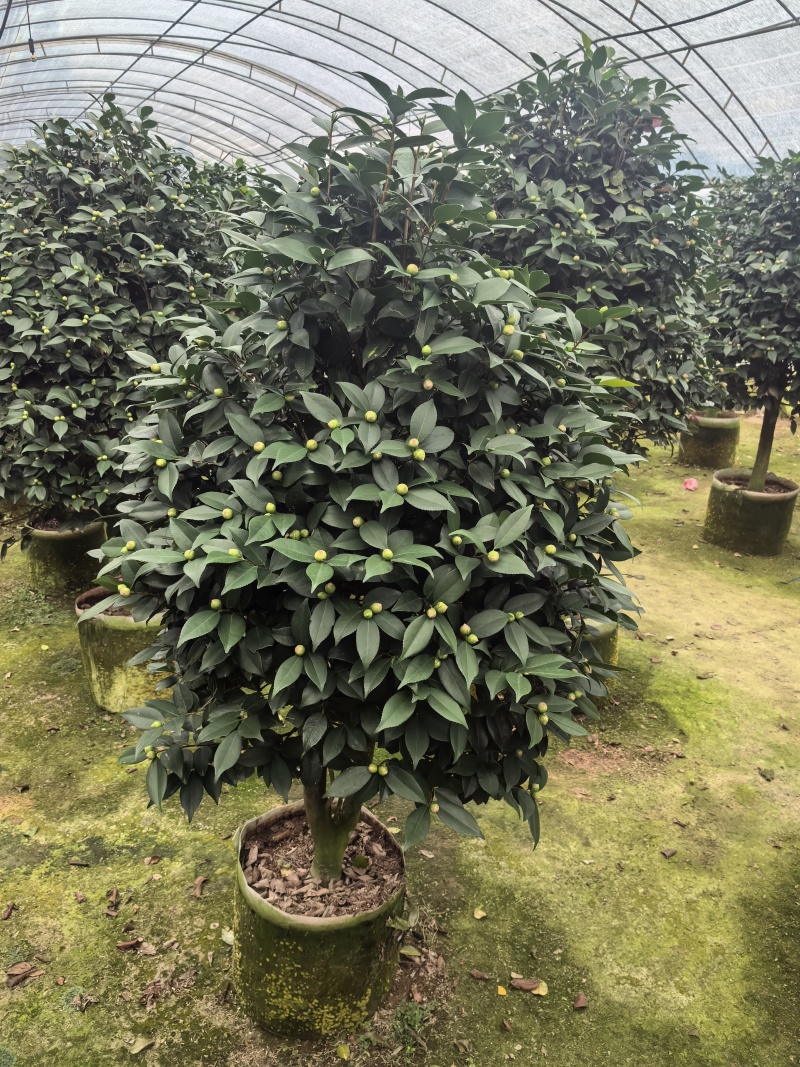 带花苞香妃茶花粉色花朵浓香型牡丹托桂室外地栽盆栽耐寒耐热