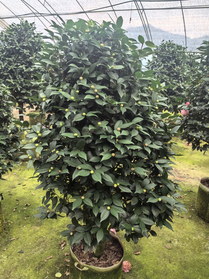 带花苞香妃茶花粉色花朵浓香型牡丹托桂室外地栽盆栽耐寒耐热