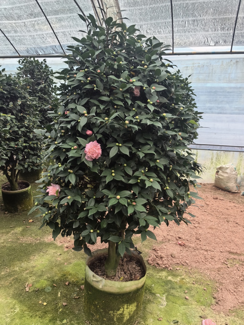 带花苞香妃茶花粉色花朵浓香型牡丹托桂室外地栽盆栽耐寒耐热