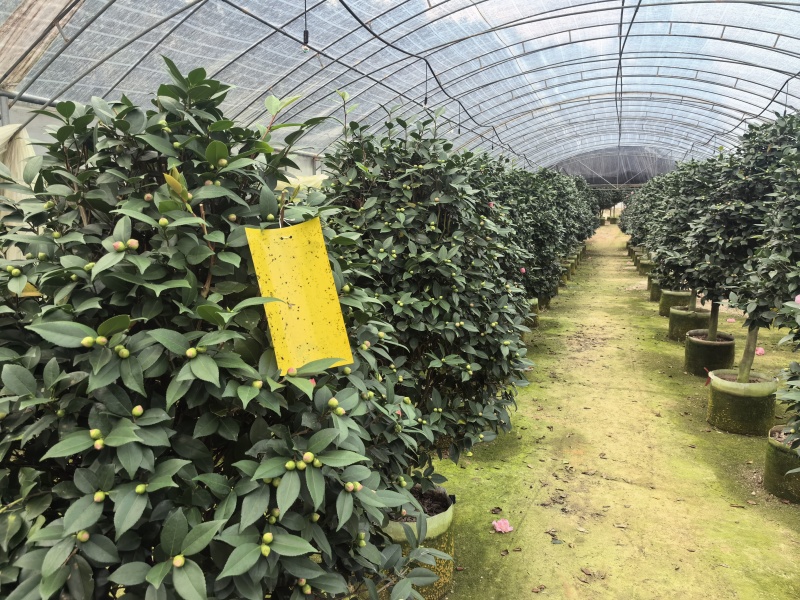 带花苞香妃茶花粉色花朵浓香型牡丹托桂室外地栽盆栽耐寒耐热