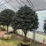 带花苞香妃茶花粉色花朵浓香型牡丹托桂室外地栽盆栽耐寒耐热