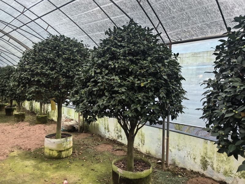 带花苞香妃茶花粉色花朵浓香型牡丹托桂室外地栽盆栽耐寒耐热