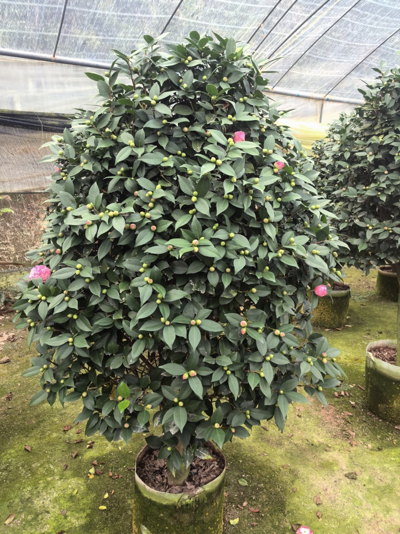 带花苞香妃茶花粉色花朵浓香型牡丹托桂室外地栽盆栽耐寒耐热