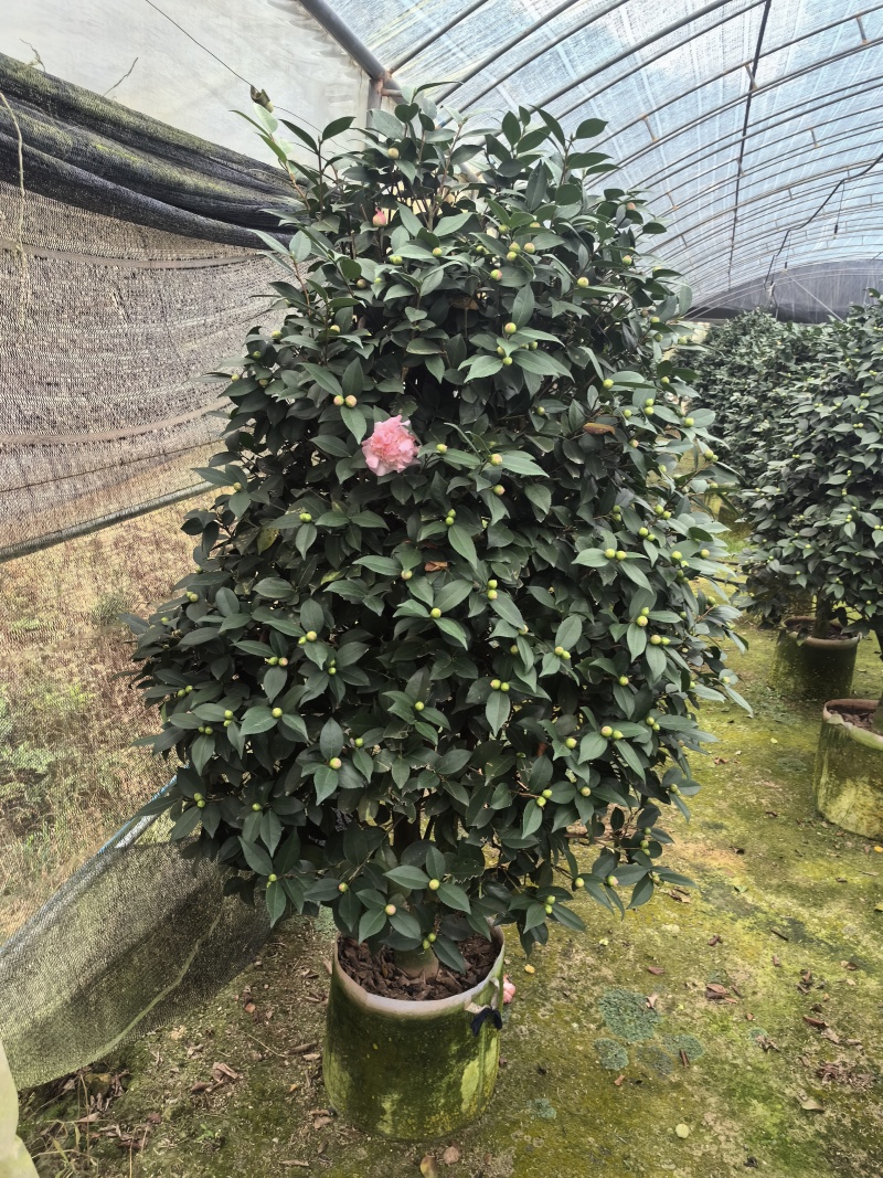 带花苞香妃茶花粉色花朵浓香型牡丹托桂室外地栽盆栽耐寒耐热