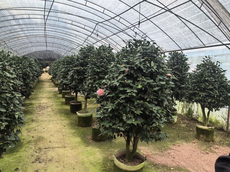 带花苞香妃茶花粉色花朵浓香型牡丹托桂室外地栽盆栽耐寒耐热