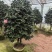 带花苞香妃茶花粉色花朵浓香型牡丹托桂室外地栽盆栽耐寒耐热