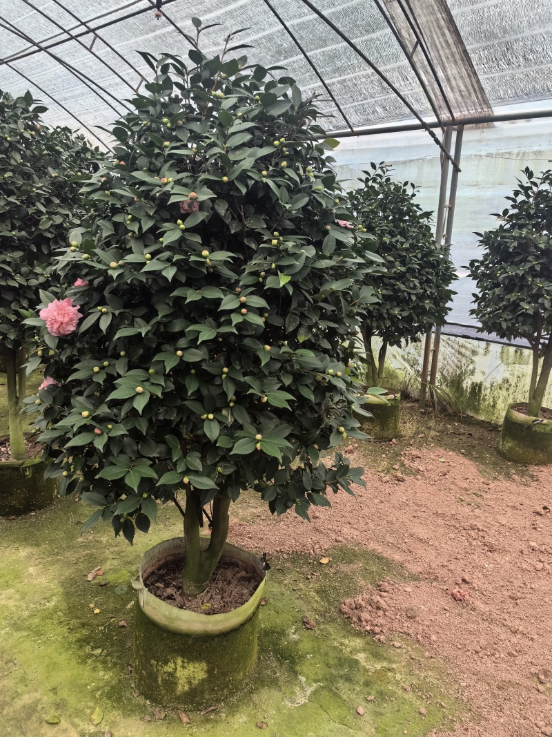 带花苞香妃茶花粉色花朵浓香型牡丹托桂室外地栽盆栽耐寒耐热
