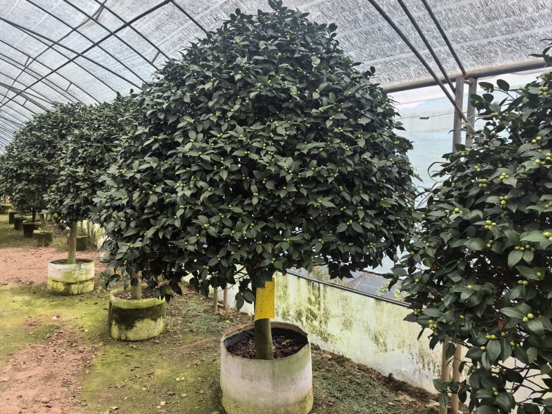 带花苞香妃茶花粉色花朵浓香型牡丹托桂室外地栽盆栽耐寒耐热