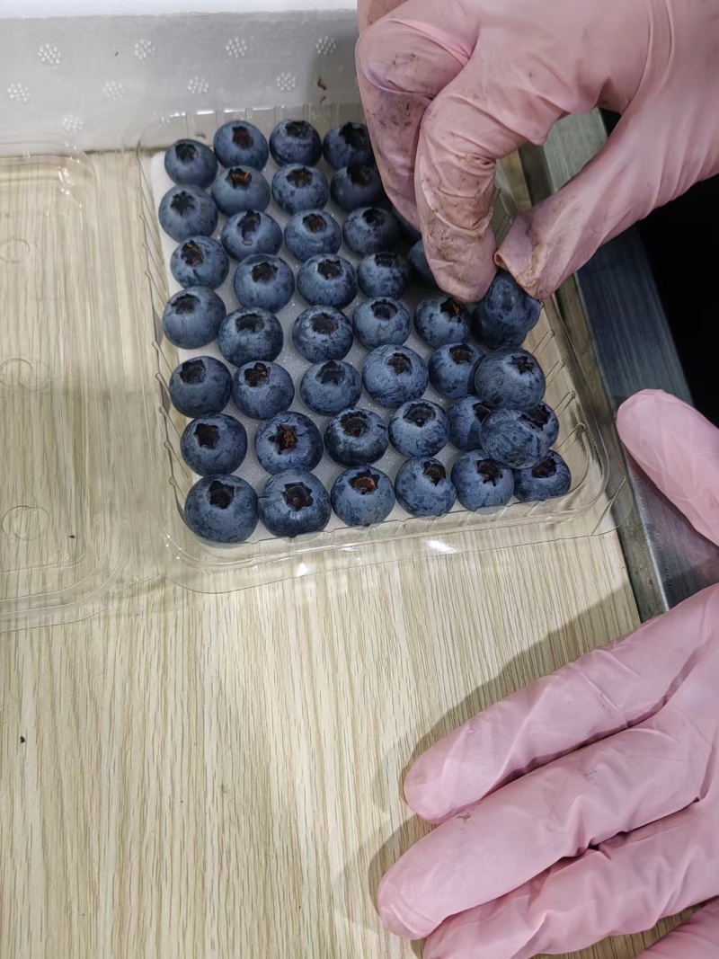 青岛蓝莓鲜果上市包装打包设计专业欢迎致电