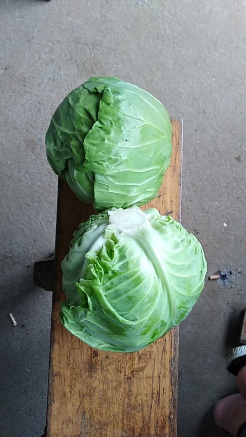 包菜大量上市，低价出售！欢迎新老客户来电来人