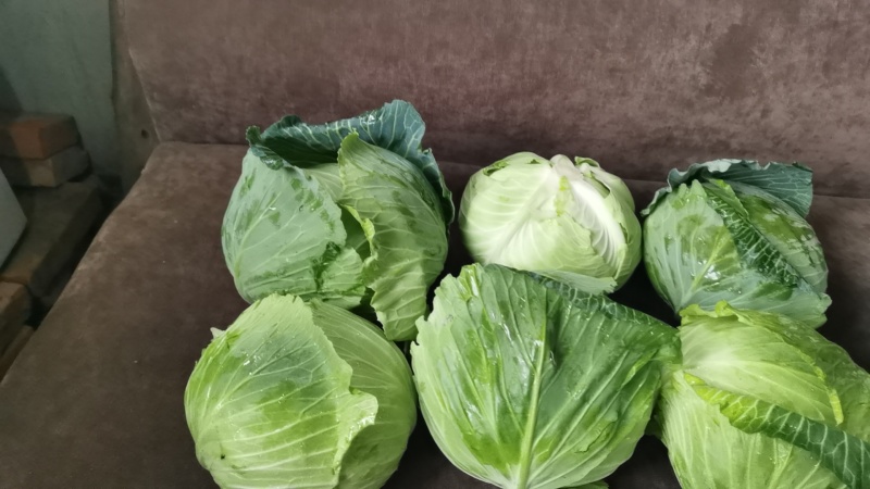 包菜大量上市，低价出售！欢迎新老客户来电来人