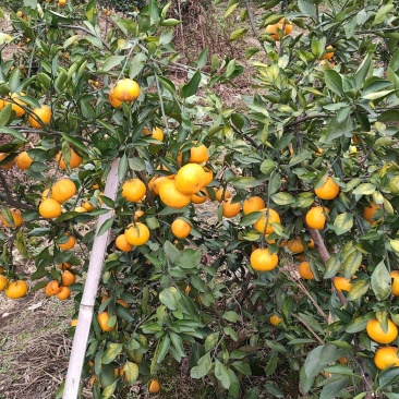 早熟蜜桔
