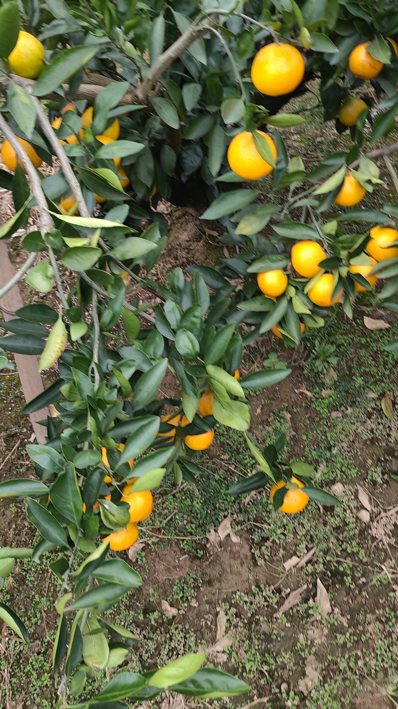 早熟蜜桔