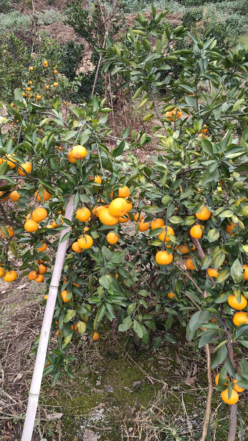 早熟蜜桔
