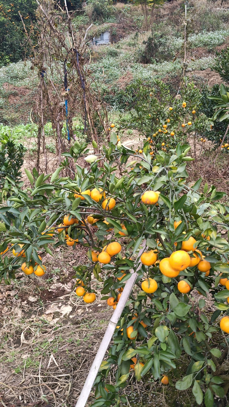 早熟蜜桔