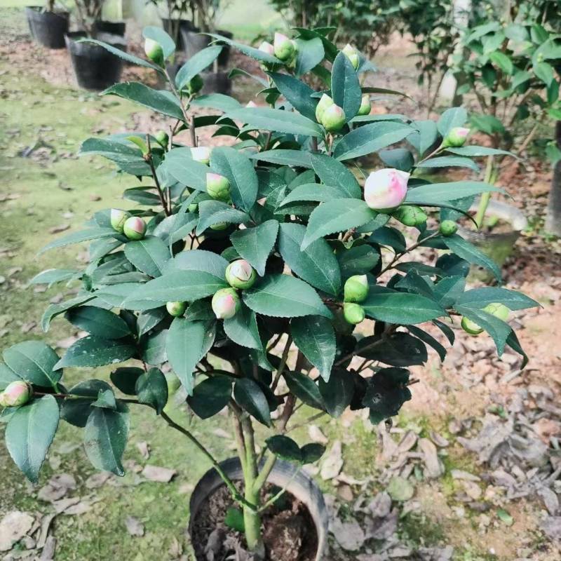 18杯香妃粉色花朵浓香型室内室外盆景耐寒耐热地栽盆栽