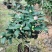 18杯香妃粉色花朵浓香型室内室外盆景耐寒耐热地栽盆栽