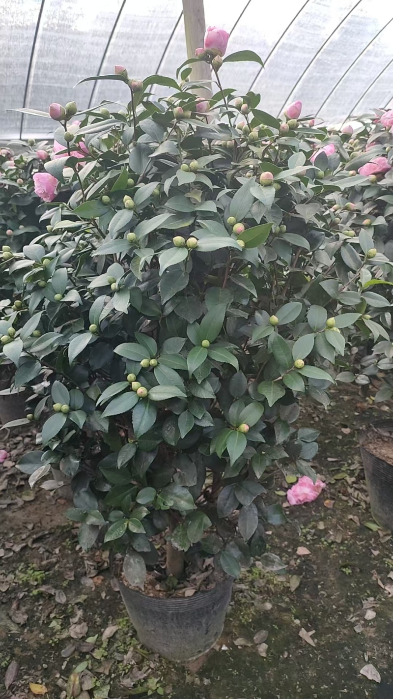 18杯香妃粉色花朵浓香型室内室外盆景耐寒耐热地栽盆栽