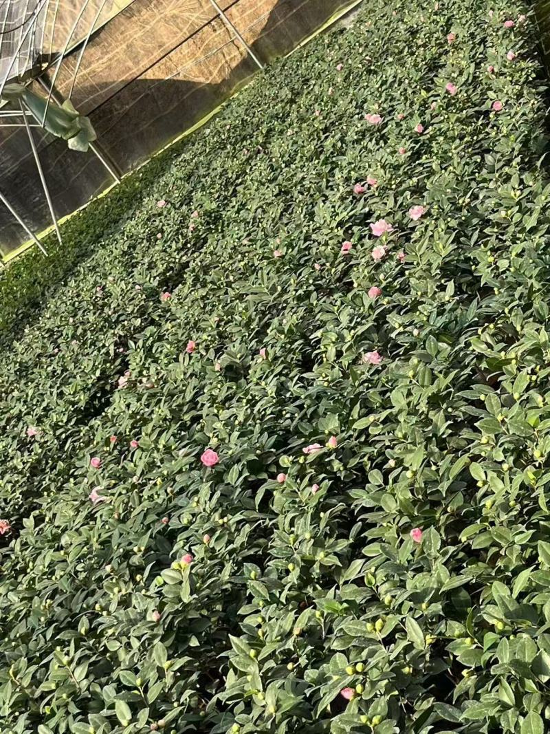 18杯香妃粉色花朵浓香型室内室外盆景耐寒耐热地栽盆栽