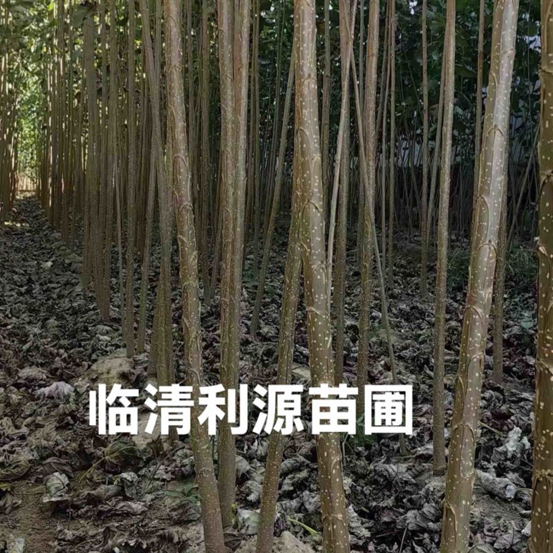 1-5公分优质107杨树苗大量出售