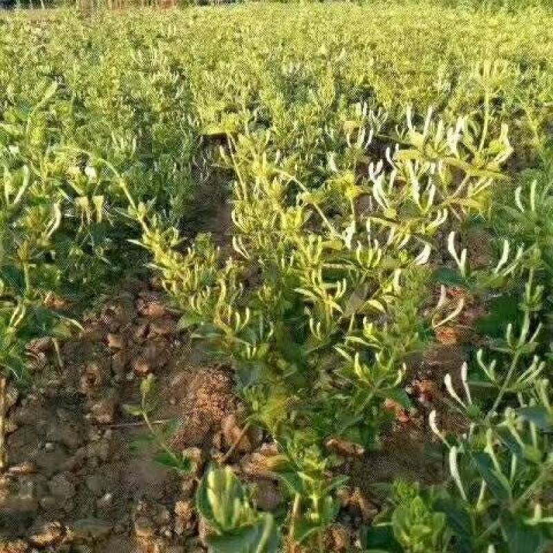 金银花苗【四季金银花苗】支持视频看货，可发往全国市场！