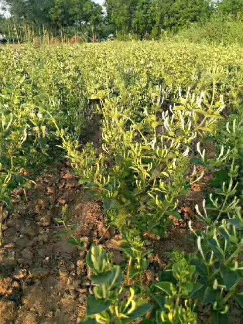 金银花苗【四季金银花苗】支持视频看货，可发往全国市场！