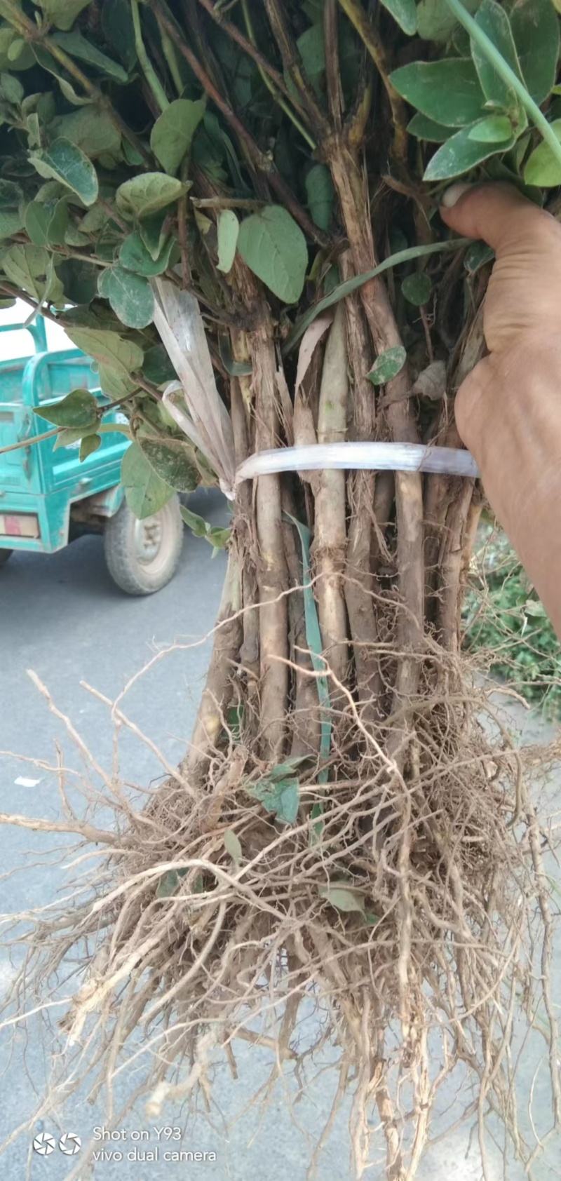 金银花苗【四季金银花苗】支持视频看货，可发往全国市场！