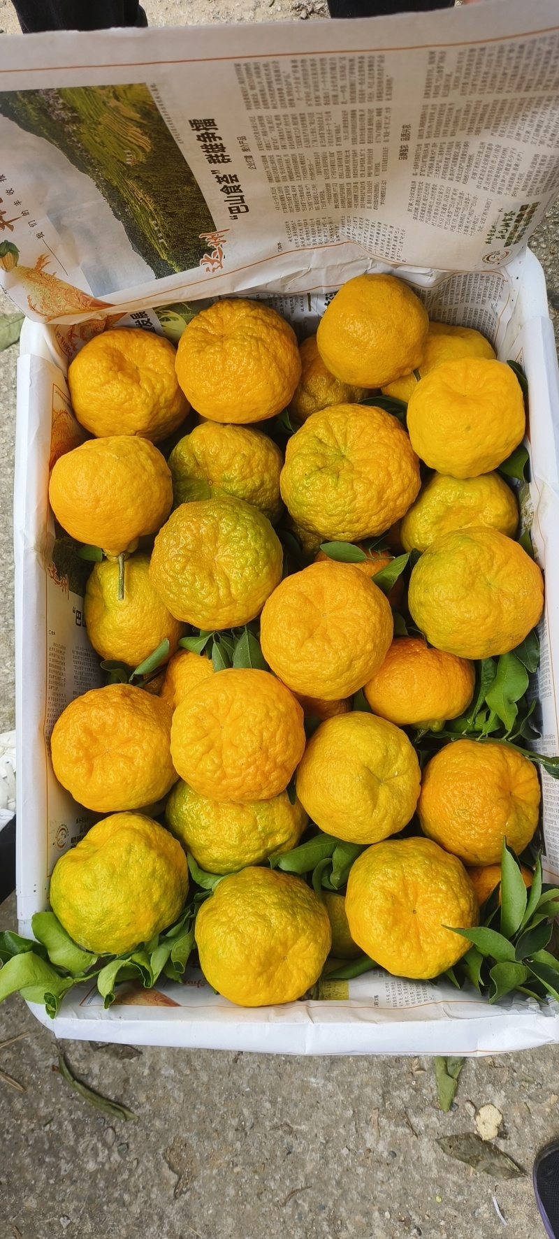 云南玉溪元江县椪柑大量上市中