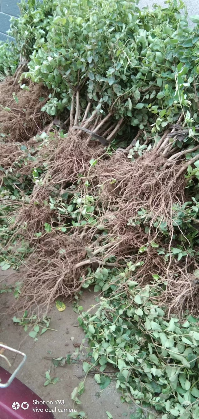 金银花苗【四季金银花苗】支持视频看货，可发往全国市场！